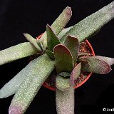 Gasteria bicolor 'caespitosa' ©JLcoll.1788.JPG